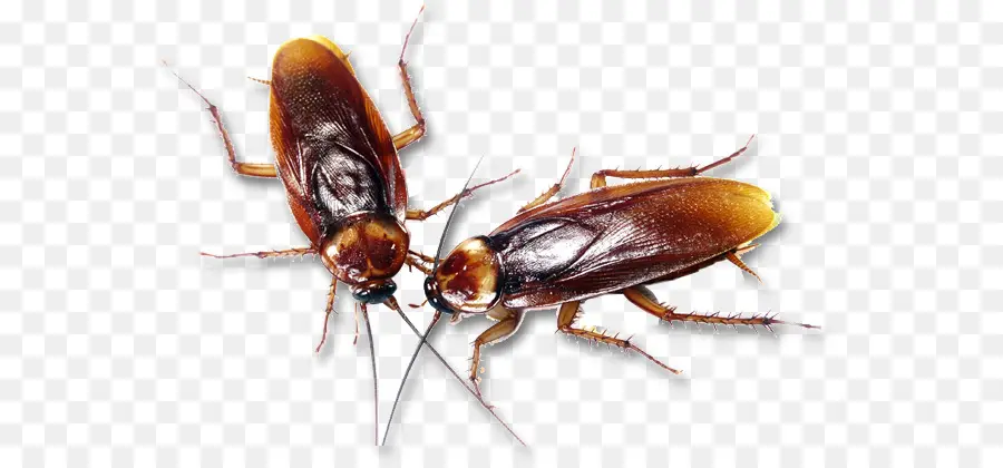 Cucaracha，Los Insectos PNG