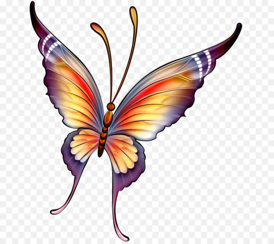 Mariposa，Dibujo PNG