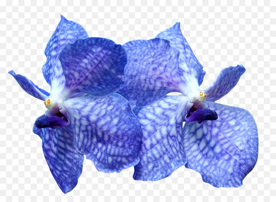 Las Orquídeas，Flor PNG