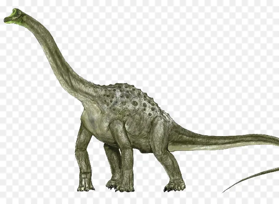 Argentinosaurus，Sauroposeidon PNG