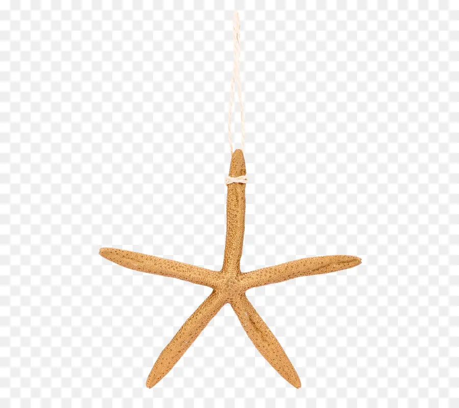 Estrella De Mar，Invertebrados Marinos PNG