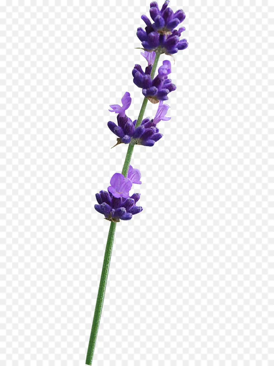 Lavanda，Púrpura PNG