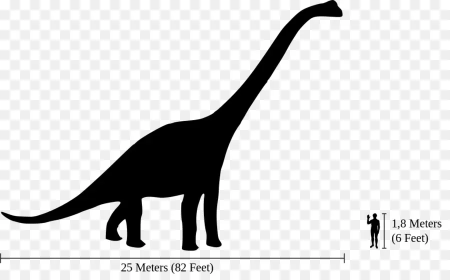 Brachiosaurus，Dinosaurio De Tamaño PNG