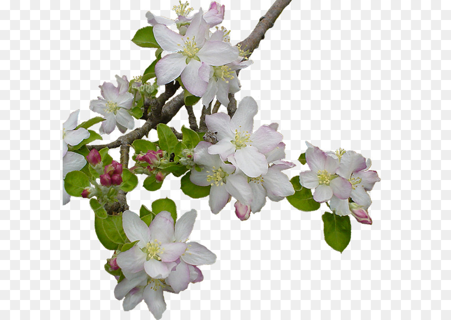 Florecer，Flor PNG