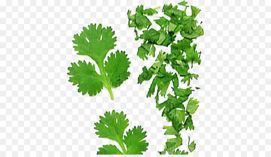 Cilantro，Perejil PNG