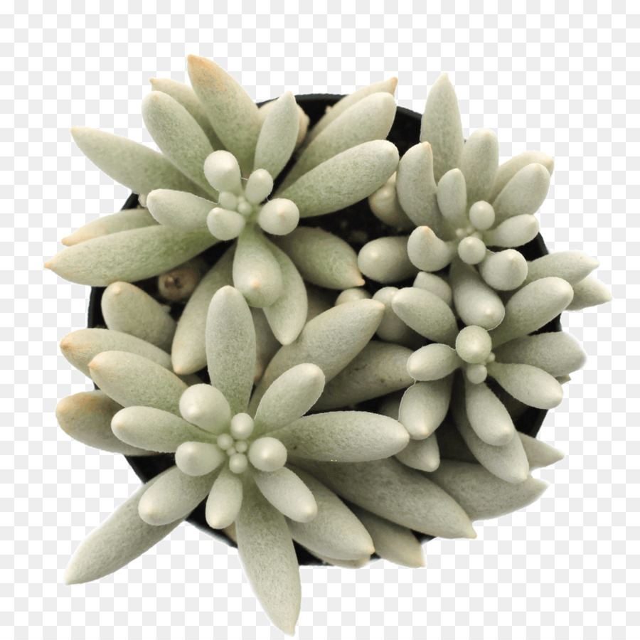 Lanudo Senecio，Stringofpearls PNG