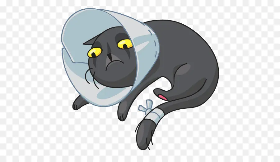 Gato，Cono PNG