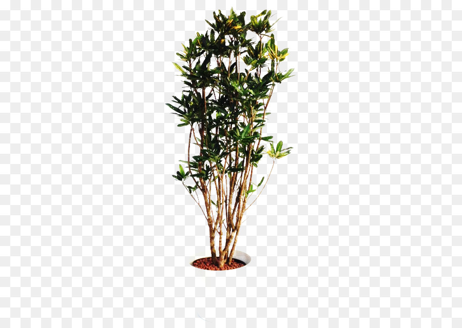 Planta，Árbol PNG