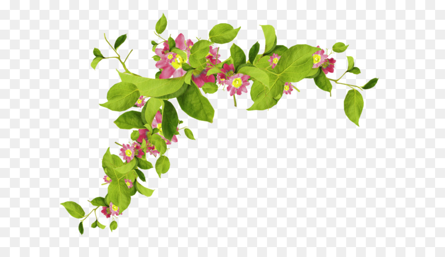 Flores，Vides PNG