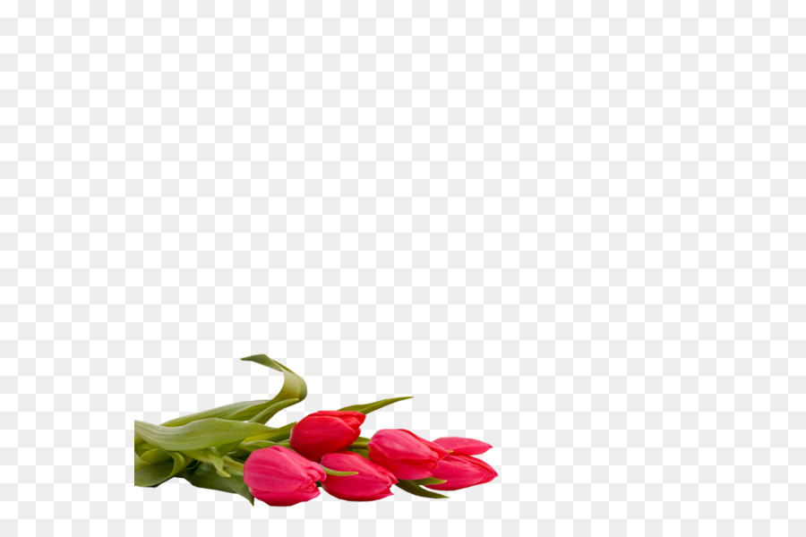 Tulipán，Cortar Flores PNG