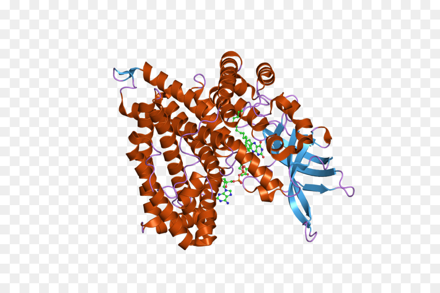 Estructura De La Proteína，Molécula PNG