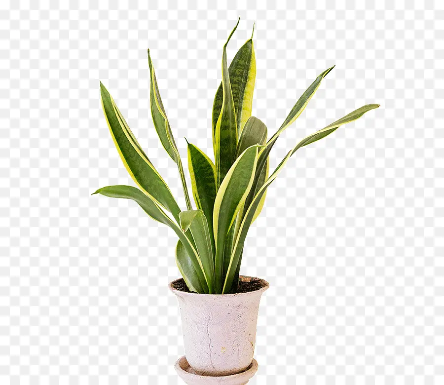 Planta De Aloe Vera，áloe Vera PNG