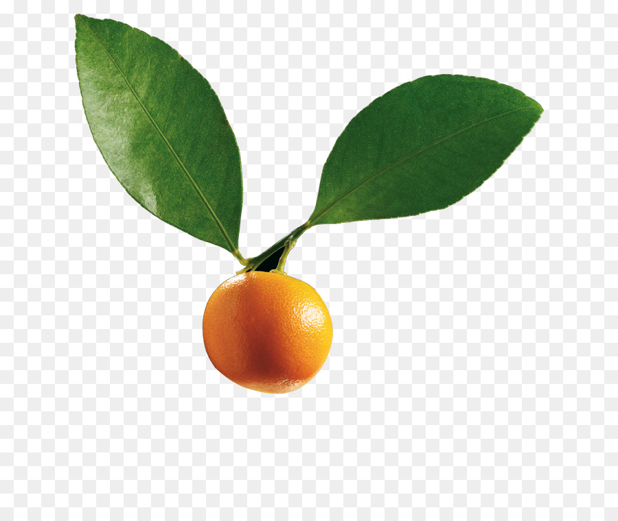 Cítricos，Calamondin PNG