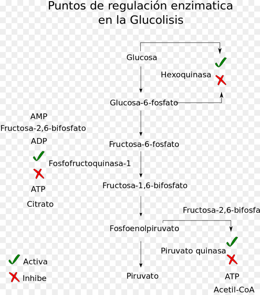 La Glucólisis，Vía Metabólica PNG