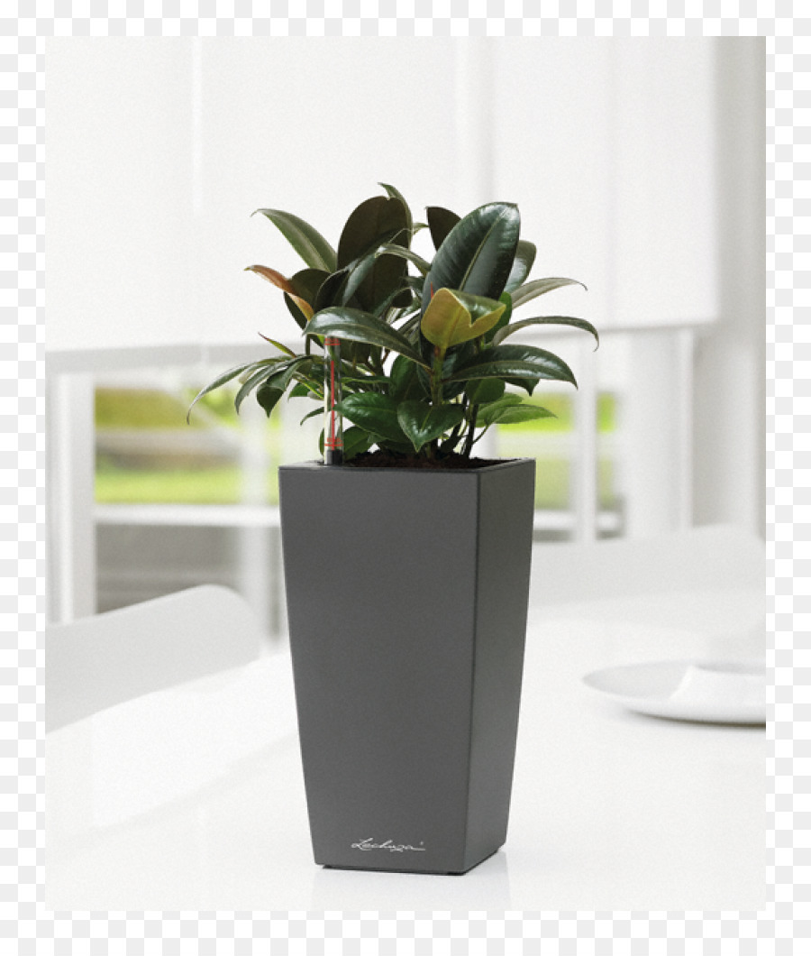 Planta De Interior，Maceta PNG