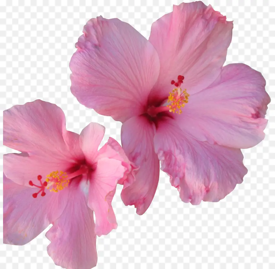 El Té De Hibisco，Flor PNG