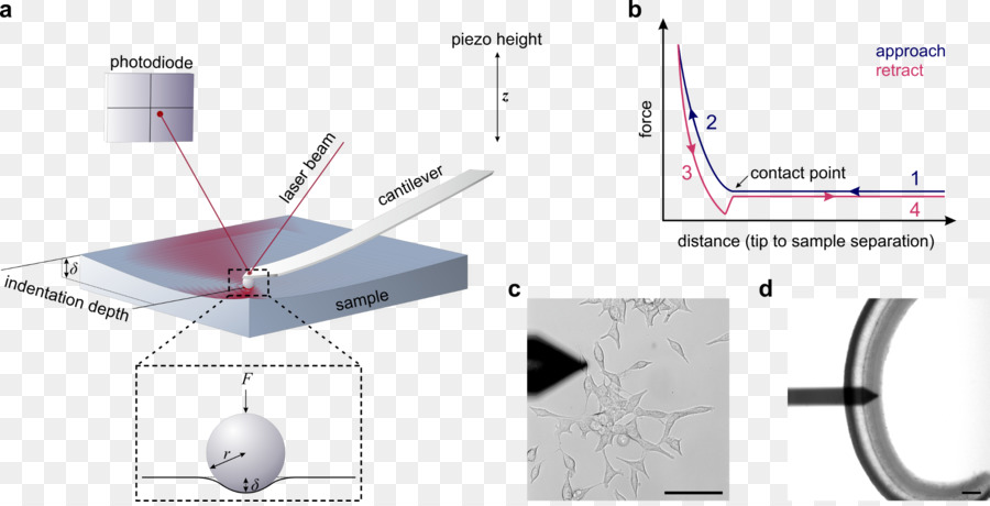 Microscopía De Fuerza Atómica，Microscopía PNG