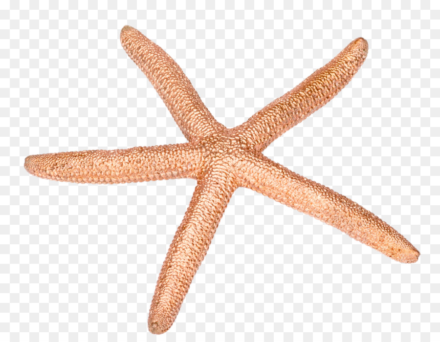 Estrella De Mar，Mar PNG