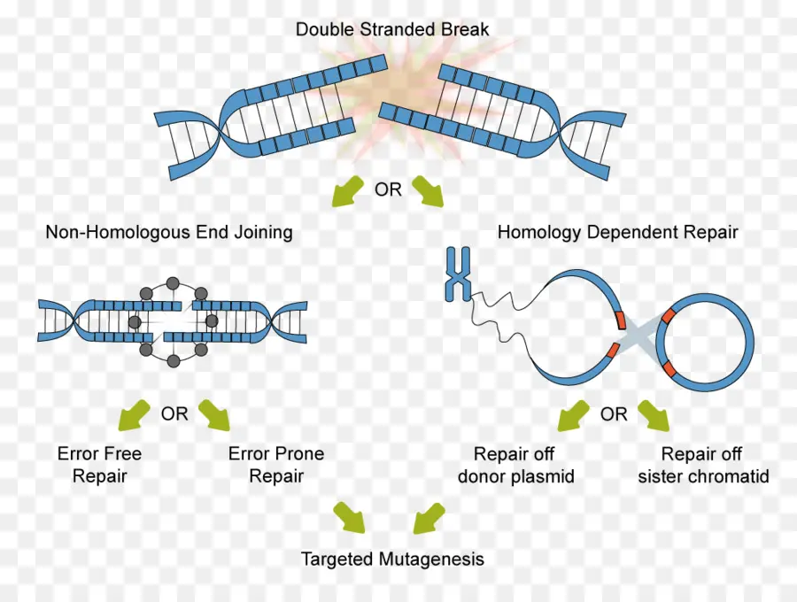 Reparación De Adn，Genética PNG