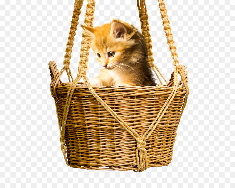 Gatito，Cesta PNG