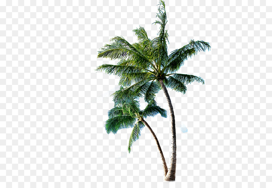 Coco，Arecaceae PNG