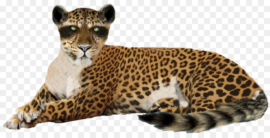 Leopardo，Felino De Gran Tamaño PNG