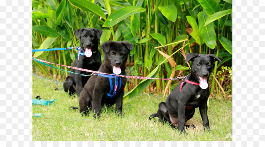 Raza De Perro，Patterdale Terrier PNG