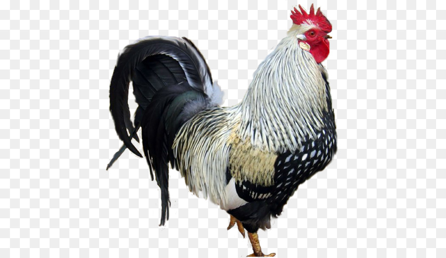 Gallo，Pollo PNG