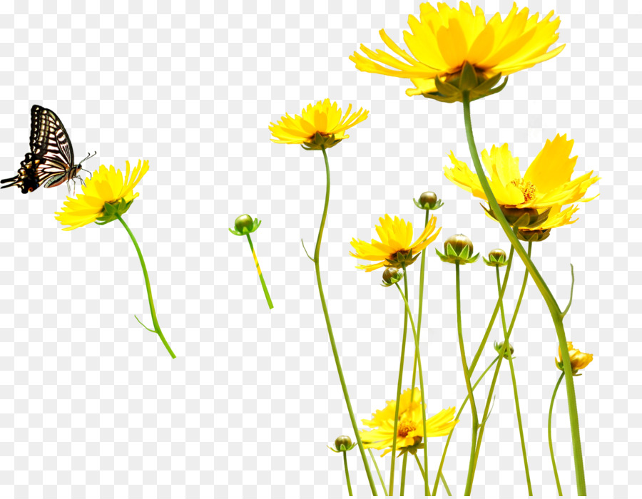 Amarillo，Flor PNG