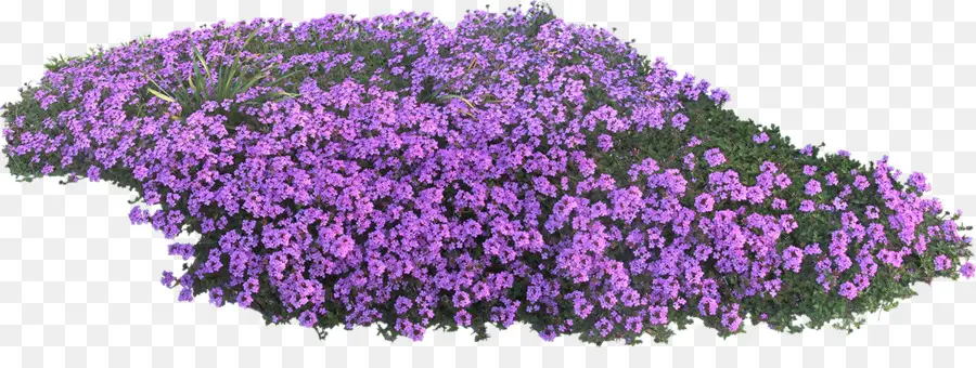 Flores Moradas，Florecer PNG