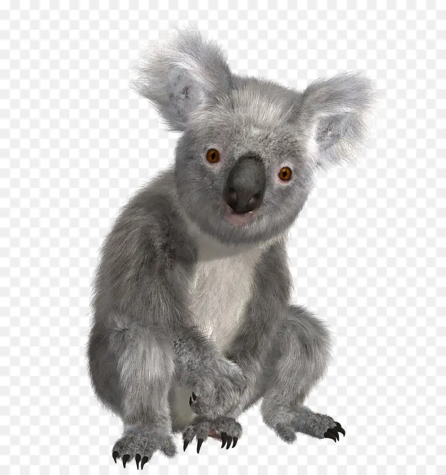 Australia，Koala PNG