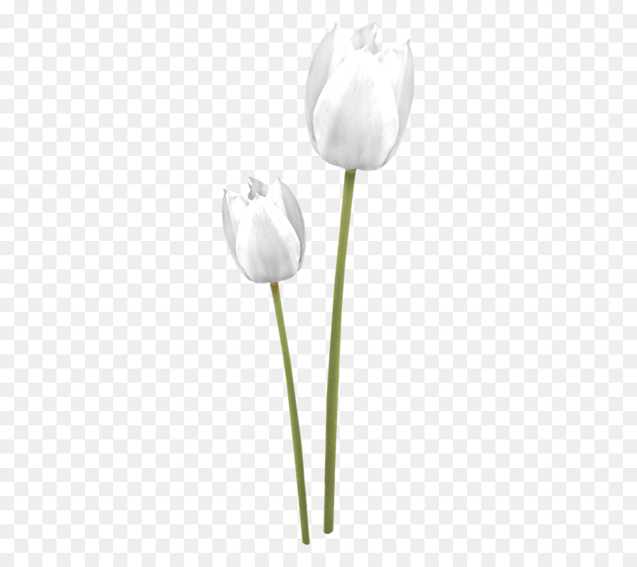 Tulipanes Blancos，Tulipán PNG