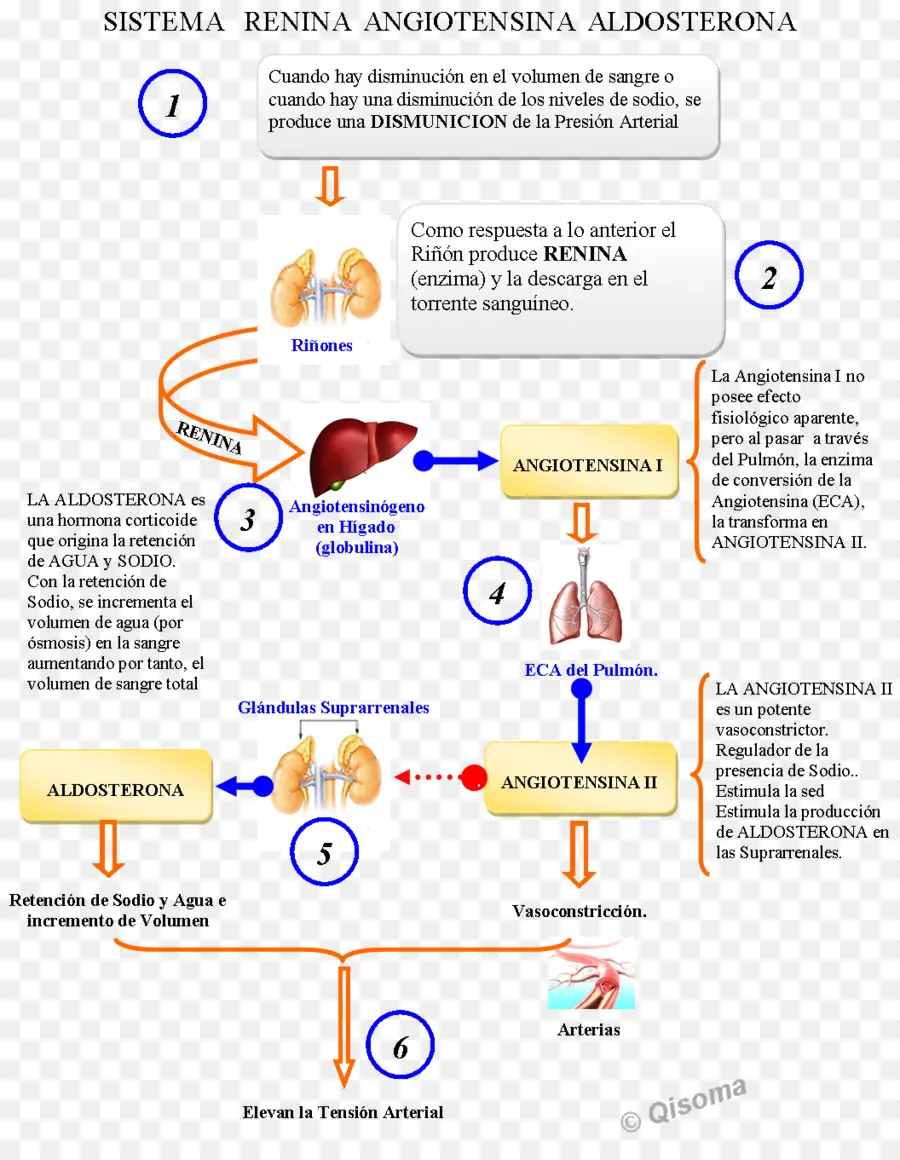 Reninangiotensin Sistema，Medicina PNG