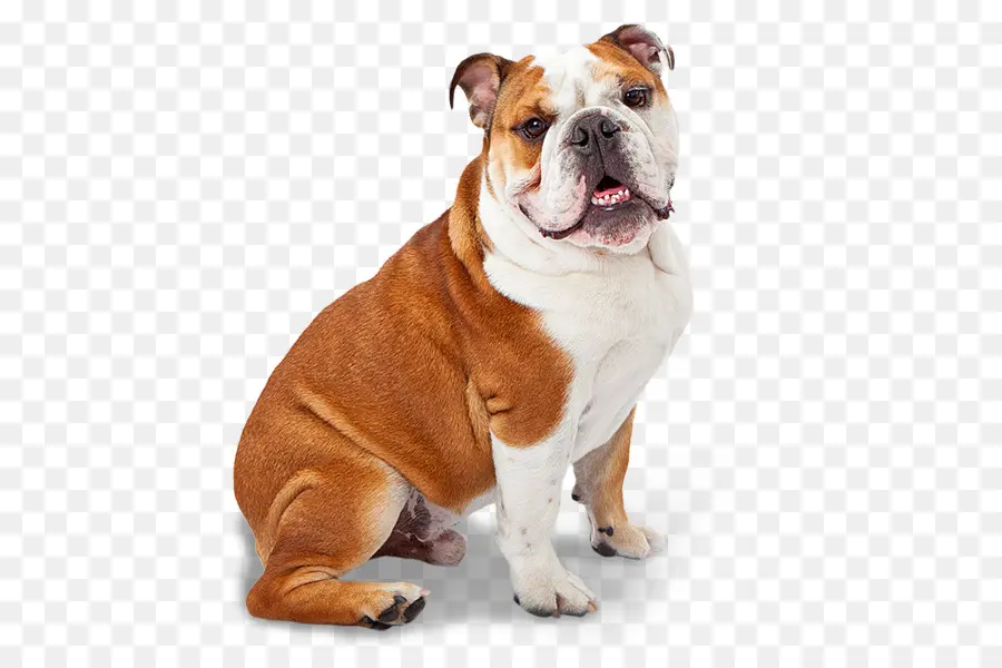 Buldog，Dorset Olde Tyme Bulldogge PNG