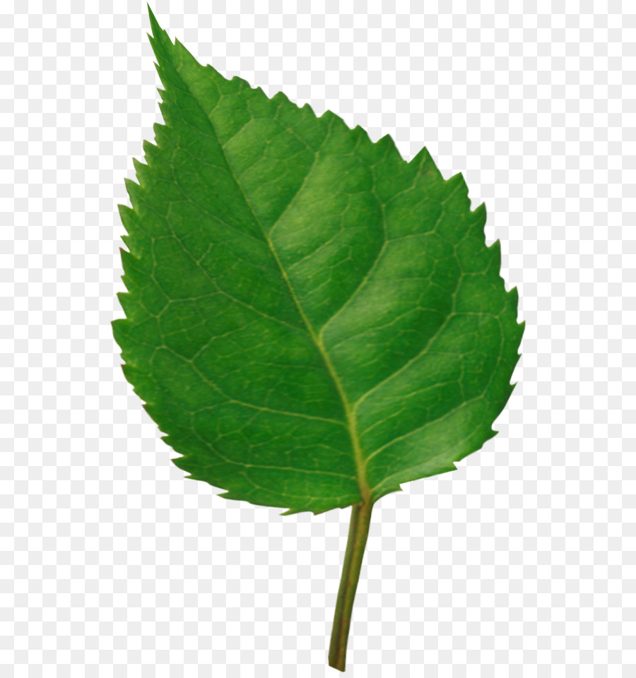 Hoja，La Fotografía PNG