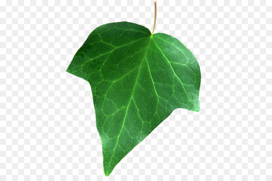 Hoja，Verde PNG