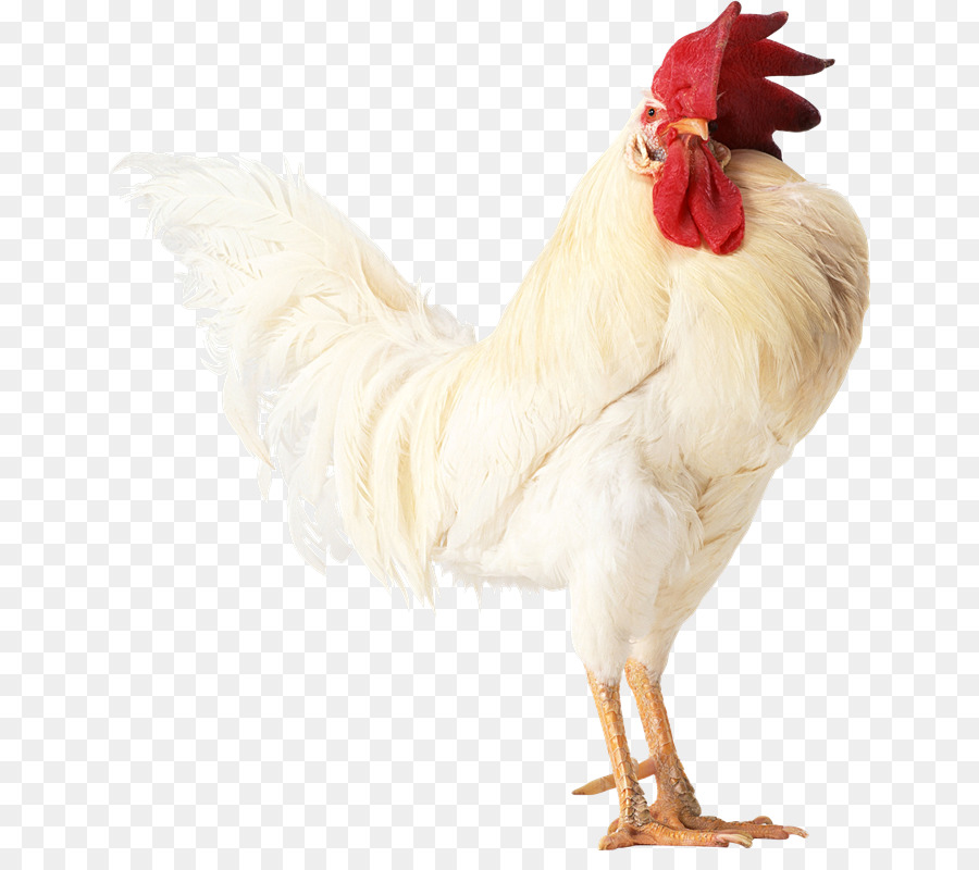 Pollo，Gallo PNG