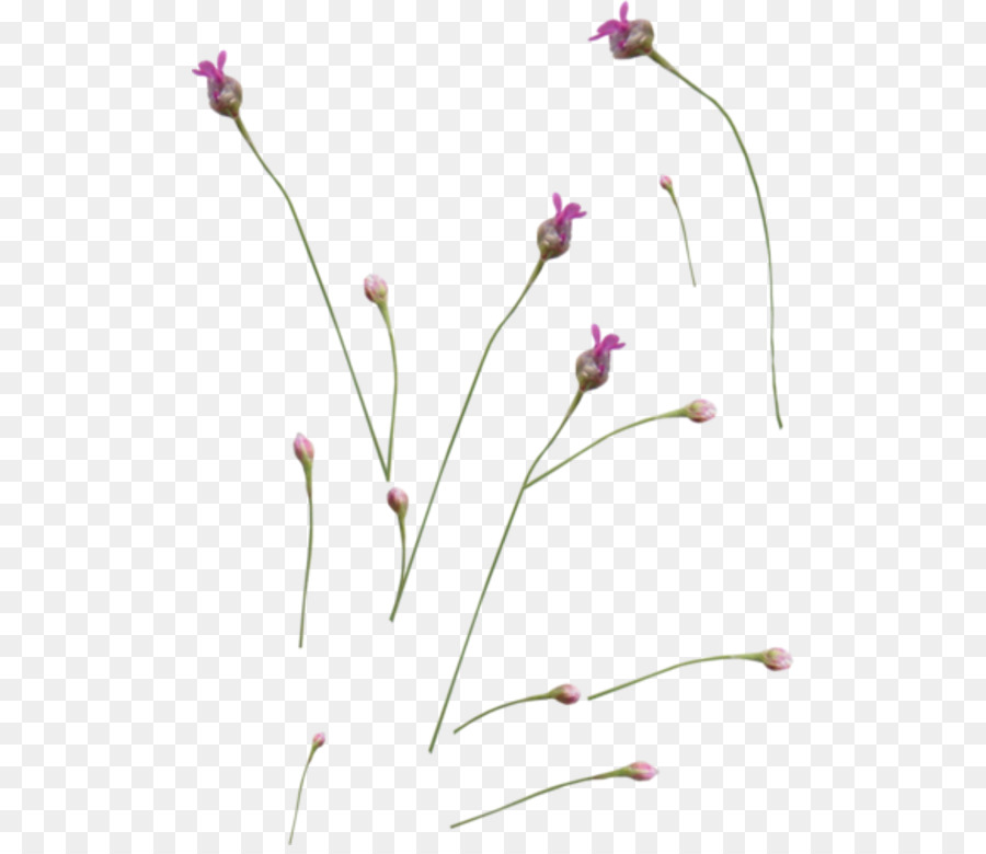 Lavanda Inglesa，Planta PNG