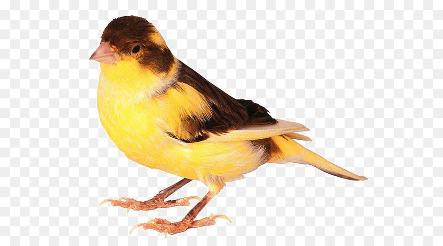 Pájaro Naranja，Plumas PNG