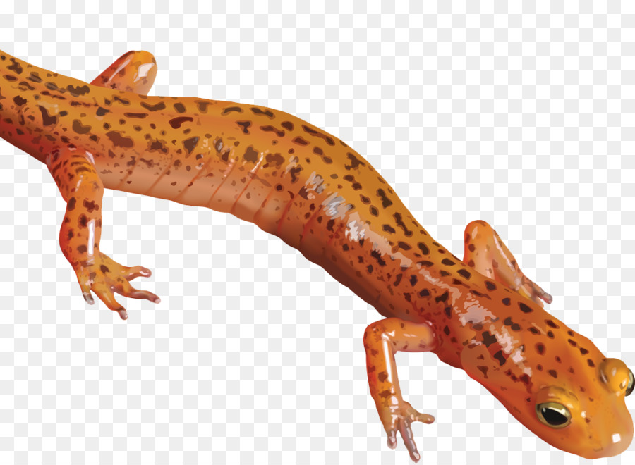 Salamandra，Newt PNG