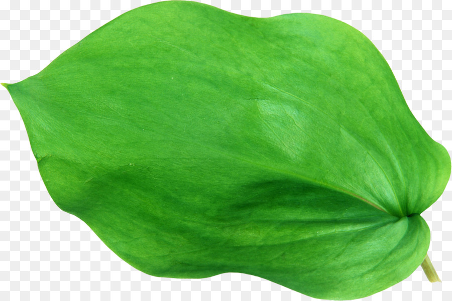 Hoja，Verde PNG