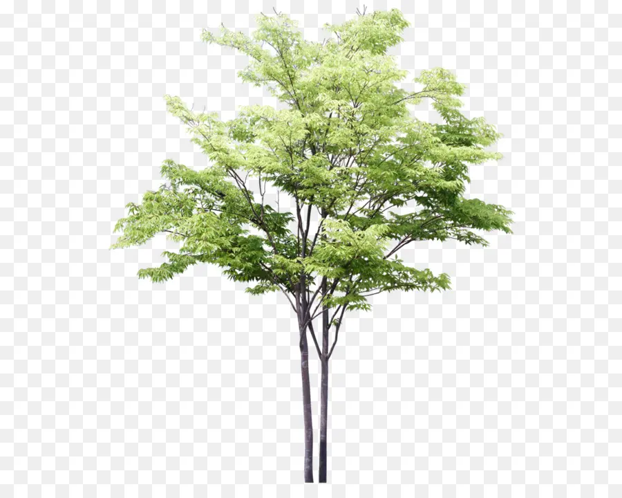 Dibujo，árbol PNG