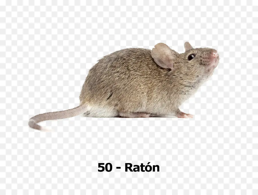 El Ratón De La Computadora，Una Fotografía De Stock PNG