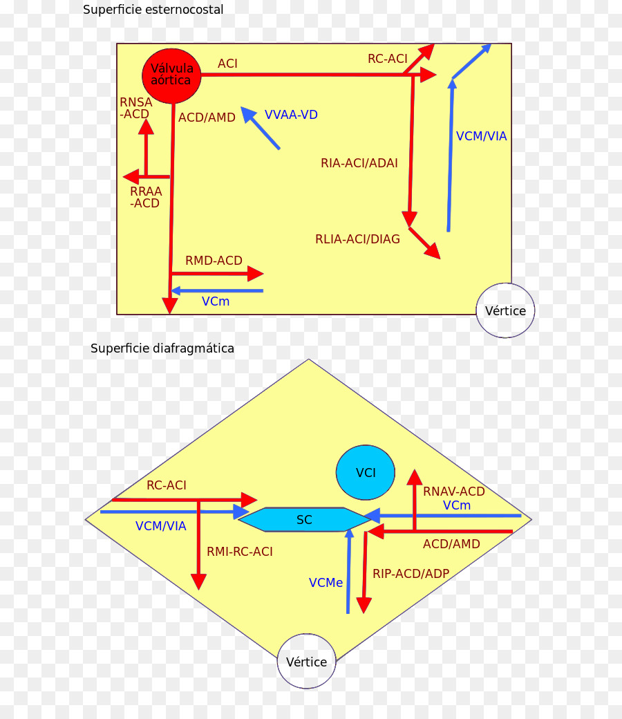 Circulación Coronaria，La Arteria Coronaria Derecha PNG