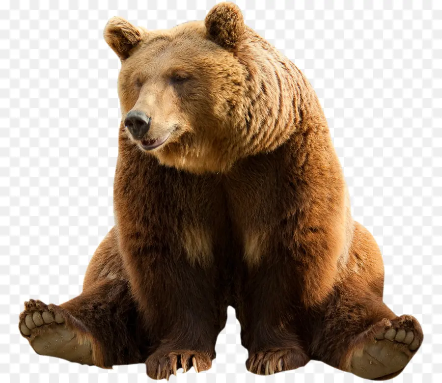 Oso，Oso Pardo PNG