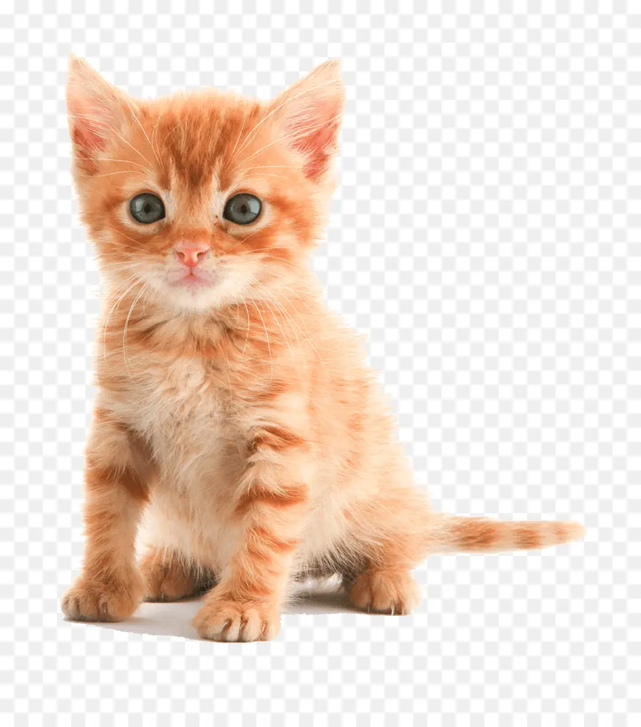 Gatito，Gato PNG