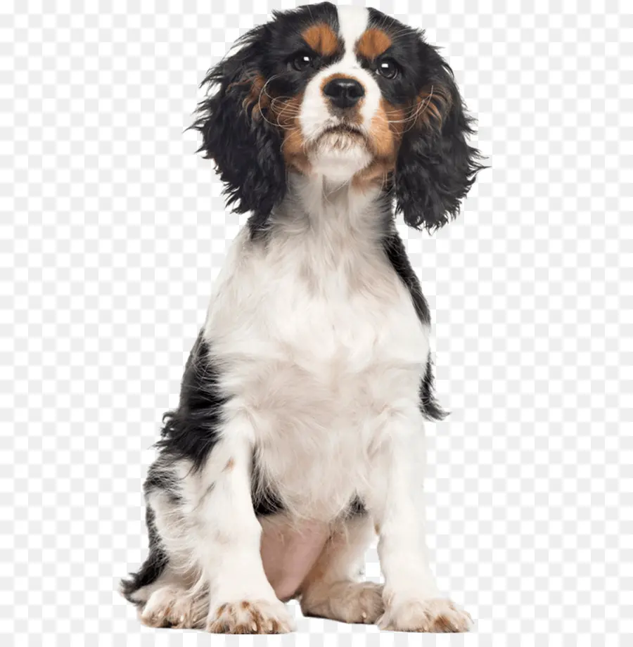 Springer Spaniel Inglés，Cavalier King Charles Spaniel PNG