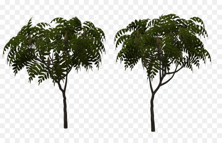 Árboles，Naturaleza PNG