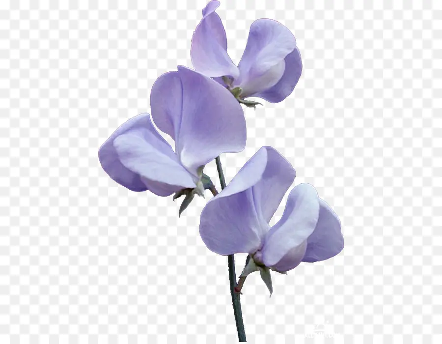 Frondosas Sweet Pea，Sweet Pea PNG