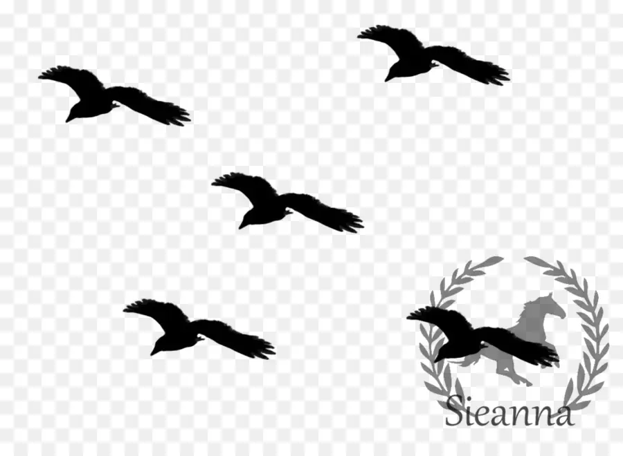 Aves，Vuelo PNG